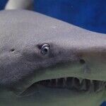 Shark on the Hunt