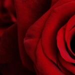 Looking for Love