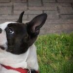 Dog Disagreement