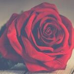 Itching for Intimacy