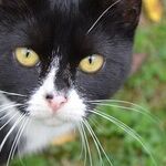 Cat Conundrum