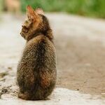 Following Up on Feral Cats
