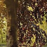 When Paying Tribute, Choose an Environmentally Friendly Practice