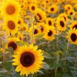 Is My Family Entitled To My Inheritance?
