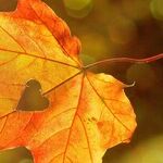 Farewell to Summer