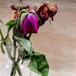 New Perspectives on Brokenhearted Grandmother