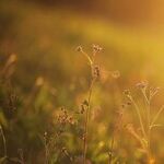 How to Get My Mom's Golden Years to Glow
