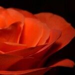 Flirty Fiance: Is It All in My Head?