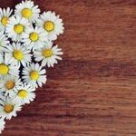 He Loves Me, He Loves Me Not