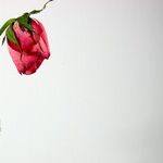 Surviving Infidelity
