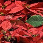 Navigating Grief This Holiday Season