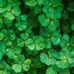 Grateful for Luck and Love