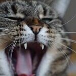 Noisy House Is Driving Me Nuts