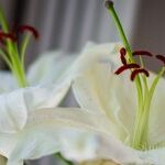 Flustered by Funeral Flowers