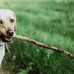 Dog-Walking Etiquette