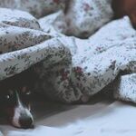 Too Many Pets in the Bed