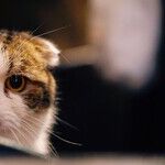 Annoyed by Neighbor's 'Jokes'