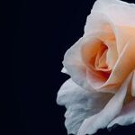 Feeling Down Over Dishonest Boyfriend