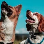 How Far Would You Go for an Animal?
