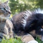 A Veterinarian's Take on Choosing the Right Pet for Your Lifestyle