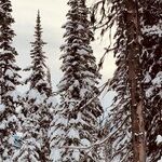 Navigating Forgiveness and Boundaries