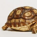 Slowing Down