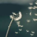 Making Peace With Family Estrangement