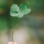 St. Patrick's Day Inspiration