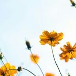 Easter and Springtime Joy