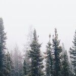 Loss, Recovery and Tough Family Choices