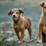 Pet Disparity Puts Strain on Marriage