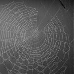 Caught in a Web of Lies and Betrayal