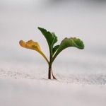 Supporting Sobriety
