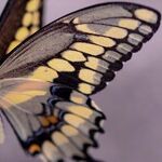 Daughter Spreads Her Wings
