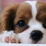 Before You Bring Home a Holiday Pet