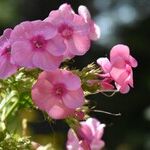 Balancing Compassion and Independence