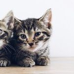 Lessons on Responsibility and Compassion for Animals