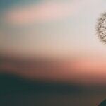 Seeking Peace With Sisters