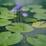 Love Met With Silence