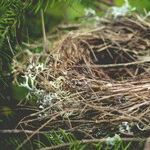 When the Nest Goes Quiet