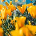 Setting Limits on Good Deeds