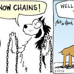 Dogs of C-Kennel for Feb 17, 2012