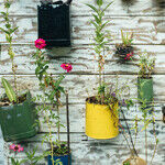Spring Lawn and Garden 2021