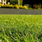 Spring Lawn and Garden 2022