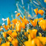 Spring Lawn and Garden 2023