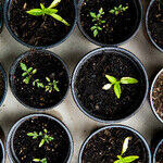 Spring Lawn and Garden 2024