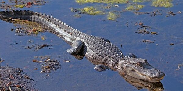 Who Could Have Predicted Alligator Alcatraz Would Fail?