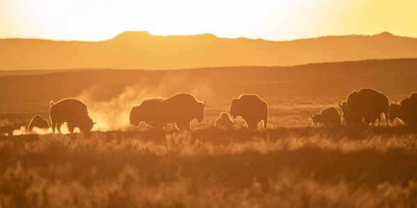 Bison Are America's National Mammal. Why Are We Pushing Them Off Public Land?