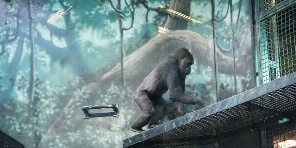 The Future of Gorillas Depends on Zoos Working Together