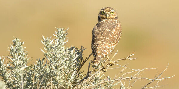 Want To Save Grassland Birds? Start With Prairie Dogs.